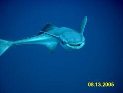 Happy Remora on my safety stop. Always trying to smile fo... by Lisa Habecker 